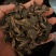 玄参中药材玄参，圆片玄参，产地直销，批发销售量大从优