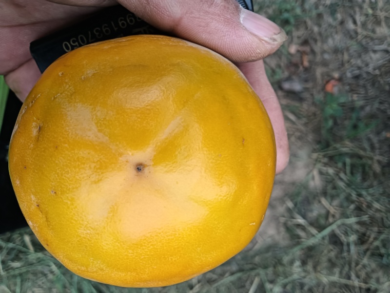 陕西巧克力脆甜柿子