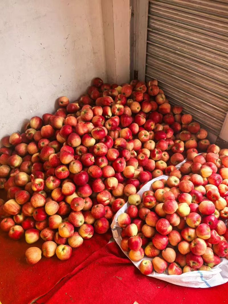精品红露苹果产地直发量大从优质量保证诚信经营欢迎咨询