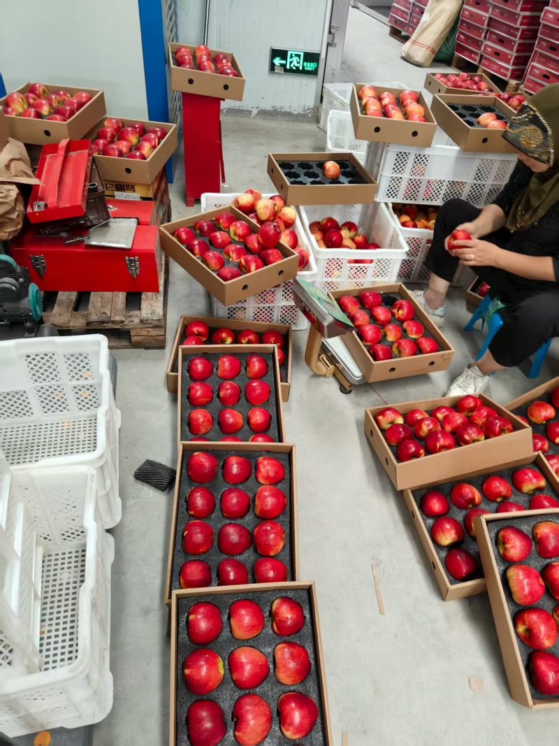 精品红露苹果产地直发量大从优质量保证诚信经营欢迎咨询