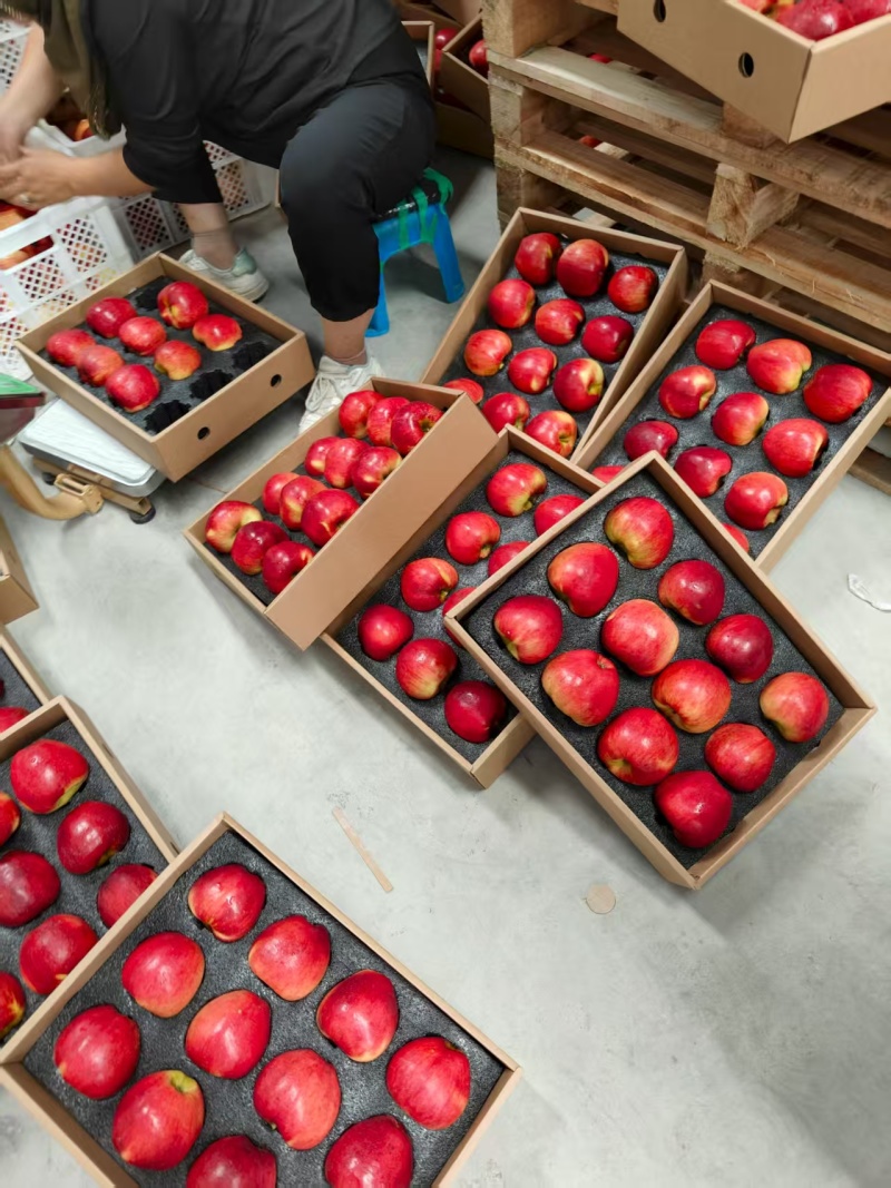 精品红露苹果产地直发量大从优质量保证诚信经营欢迎咨询