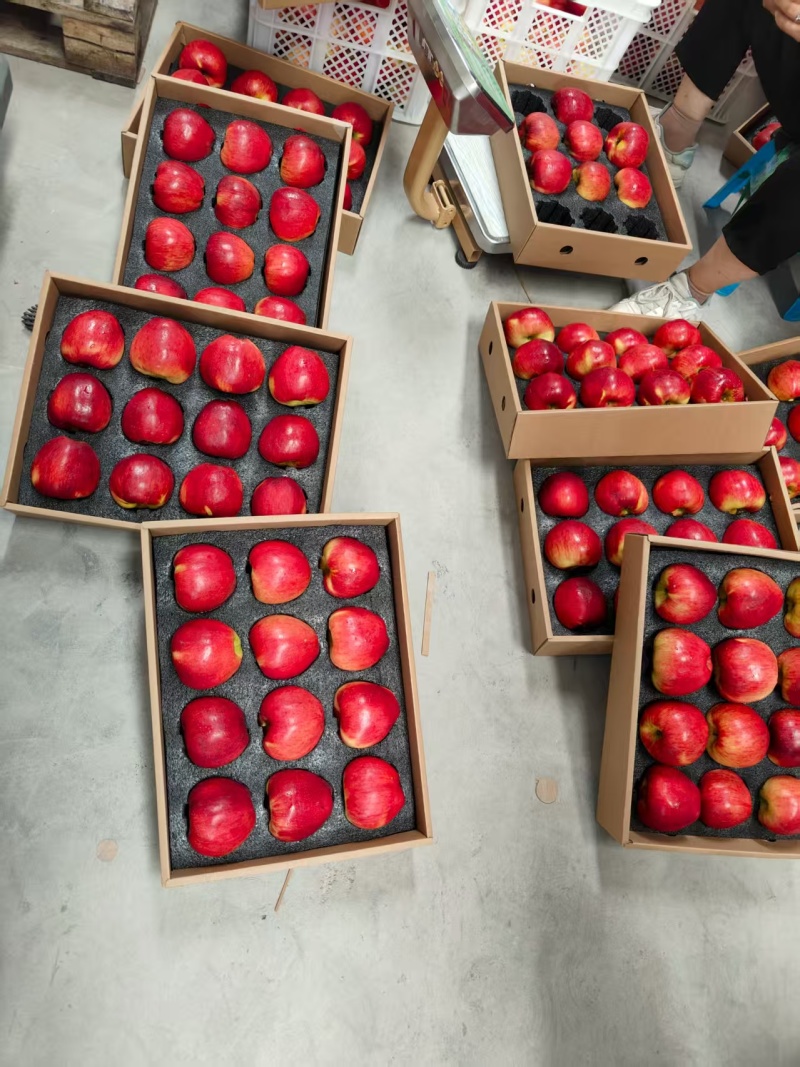 精品红露苹果产地直发量大从优质量保证诚信经营欢迎咨询