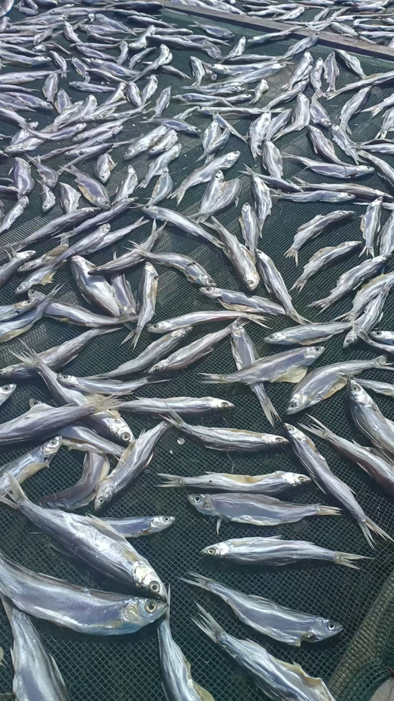 生晒刁子鱼干展会地摊电商鱼干干鱼生晒翘嘴鱼干干鱼