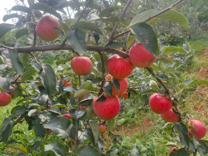 【推荐】红露苹果昭通苹果货源充足量大从优诚信经营