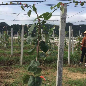 嫁接红心猕猴桃苗一年二年三年苗规格齐全量大价优提供技术指