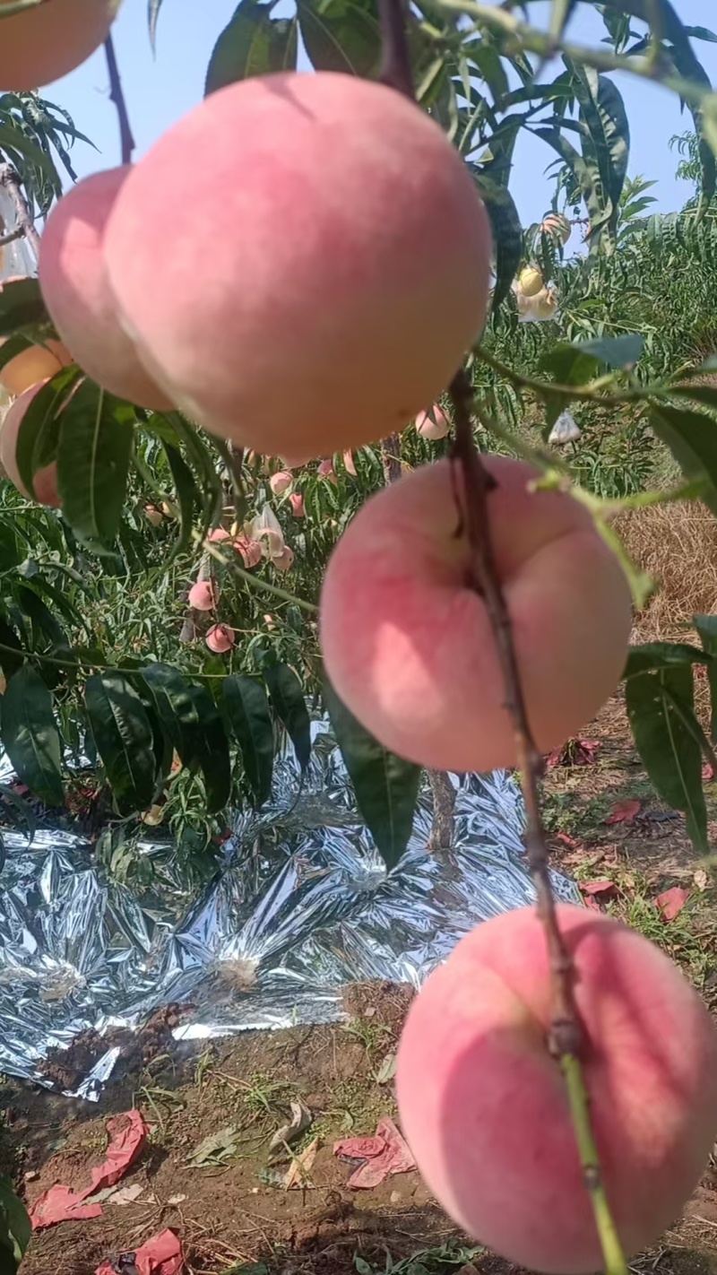 纸袋寒露蜜桃子，价格美丽，需要老板联系