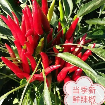 新一代鲜辣椒
