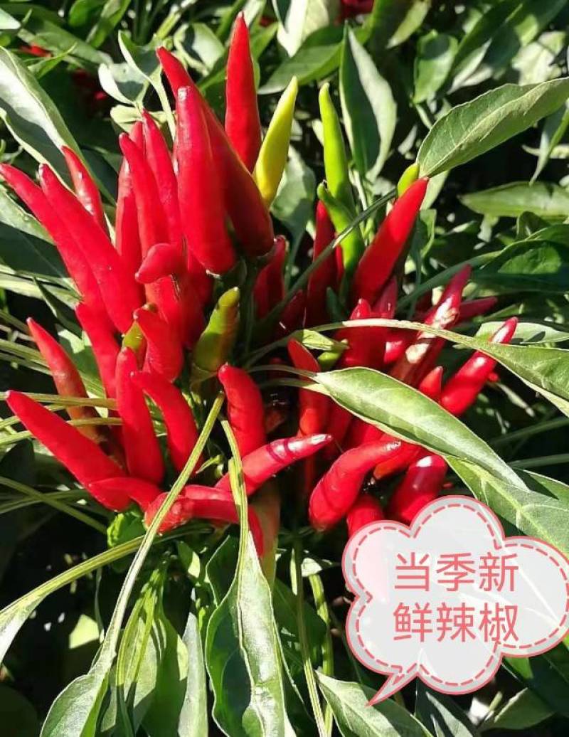 新一代鲜辣椒