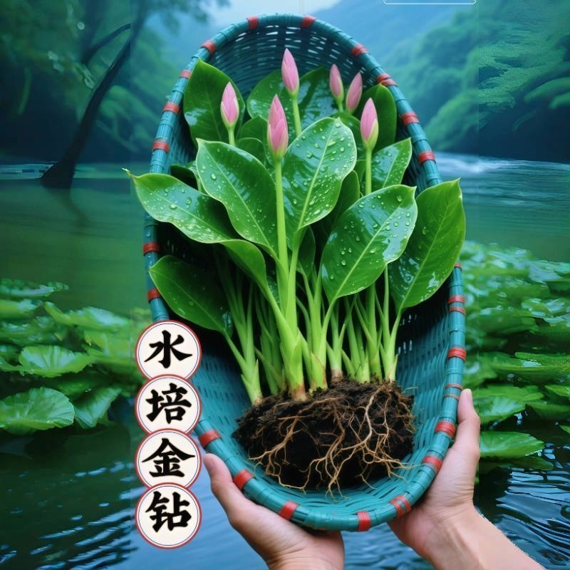 大叶金钻盆栽室內绿植办公室客厅四季常青水培土培绿植