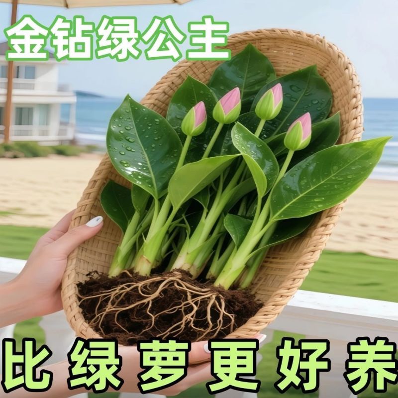 大叶金钻盆栽室內绿植办公室客厅四季常青水培土培绿植