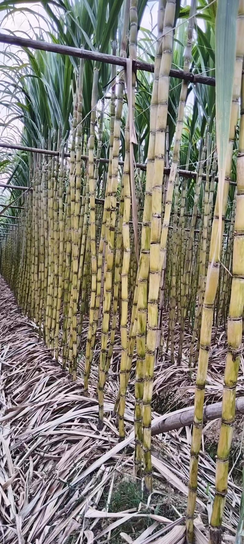 广东韶关翁源黄皮甘蔗脆甜多汁产地直销货量大整车走欢迎选购