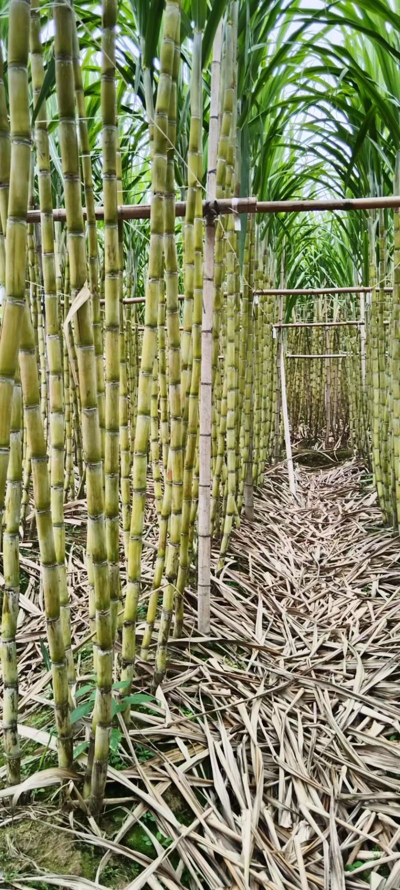 广东韶关翁源黄皮甘蔗脆甜多汁产地直销货量大整车走欢迎选购