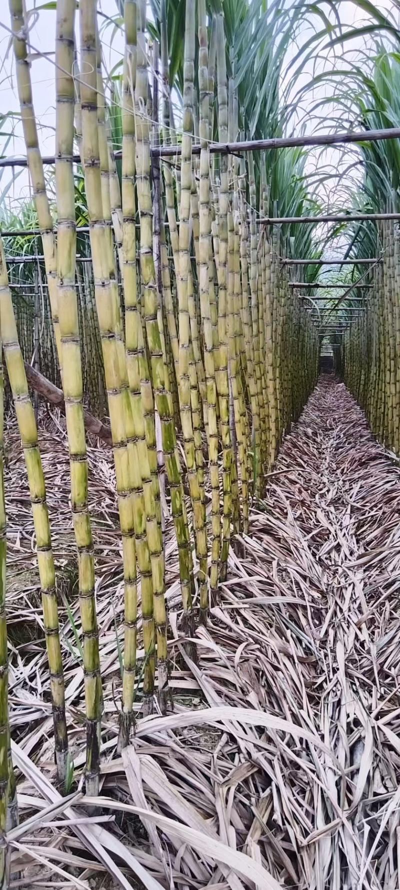 广东韶关翁源黄皮甘蔗脆甜多汁产地直销货量大整车走欢迎选购