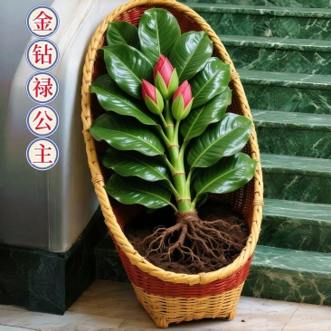 大叶金钻盆栽室內绿植办公室客厅四季常青水培土培绿植