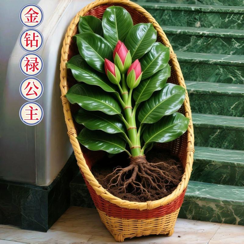 大叶金钻盆栽室內绿植办公室客厅四季常青水培土培绿植
