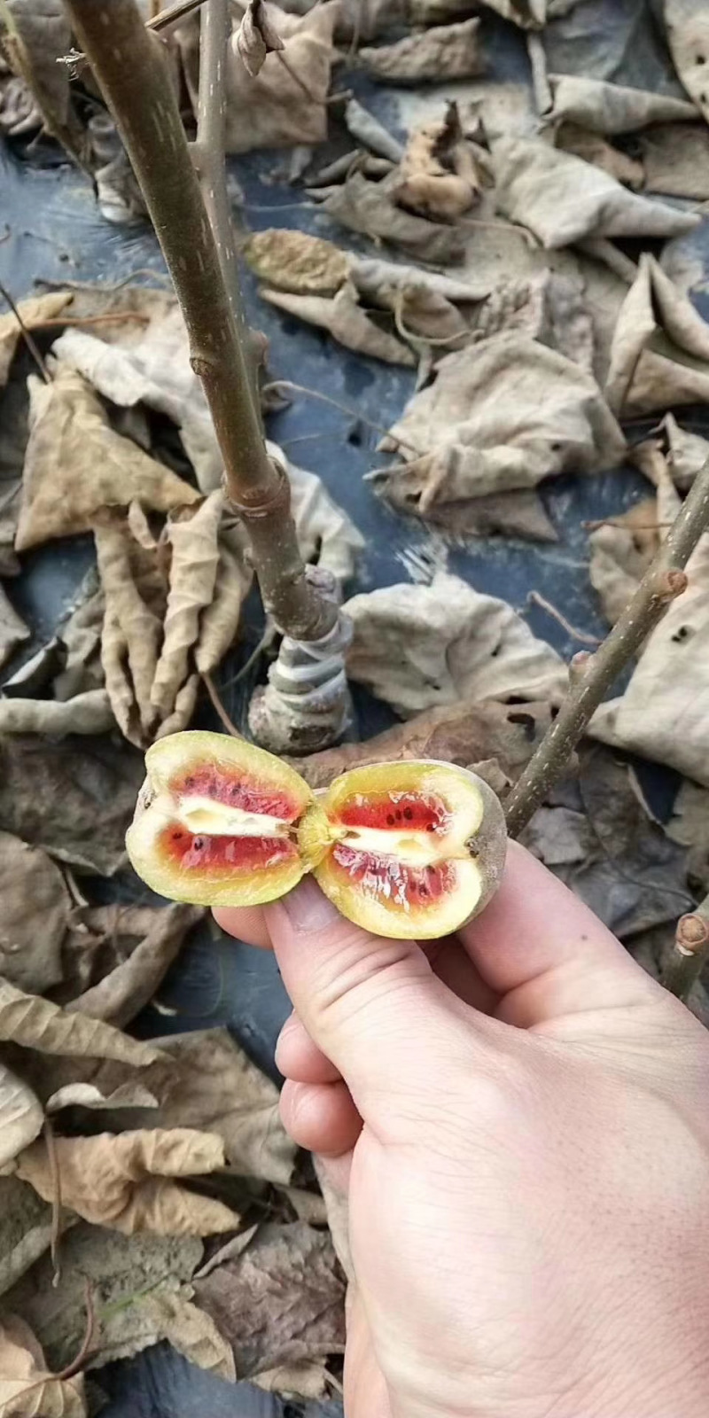 嫁接红心猕猴桃苗一年二年三年苗规格齐全量大价优提供技术指