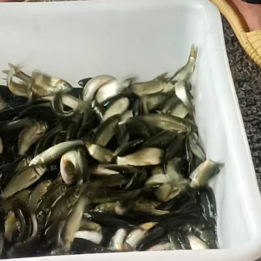 草鱼苗