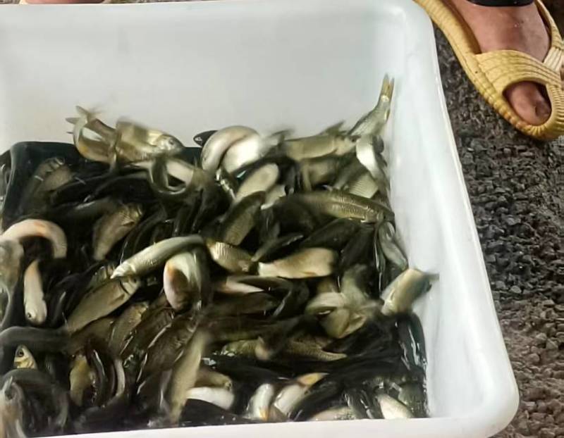 草鱼苗