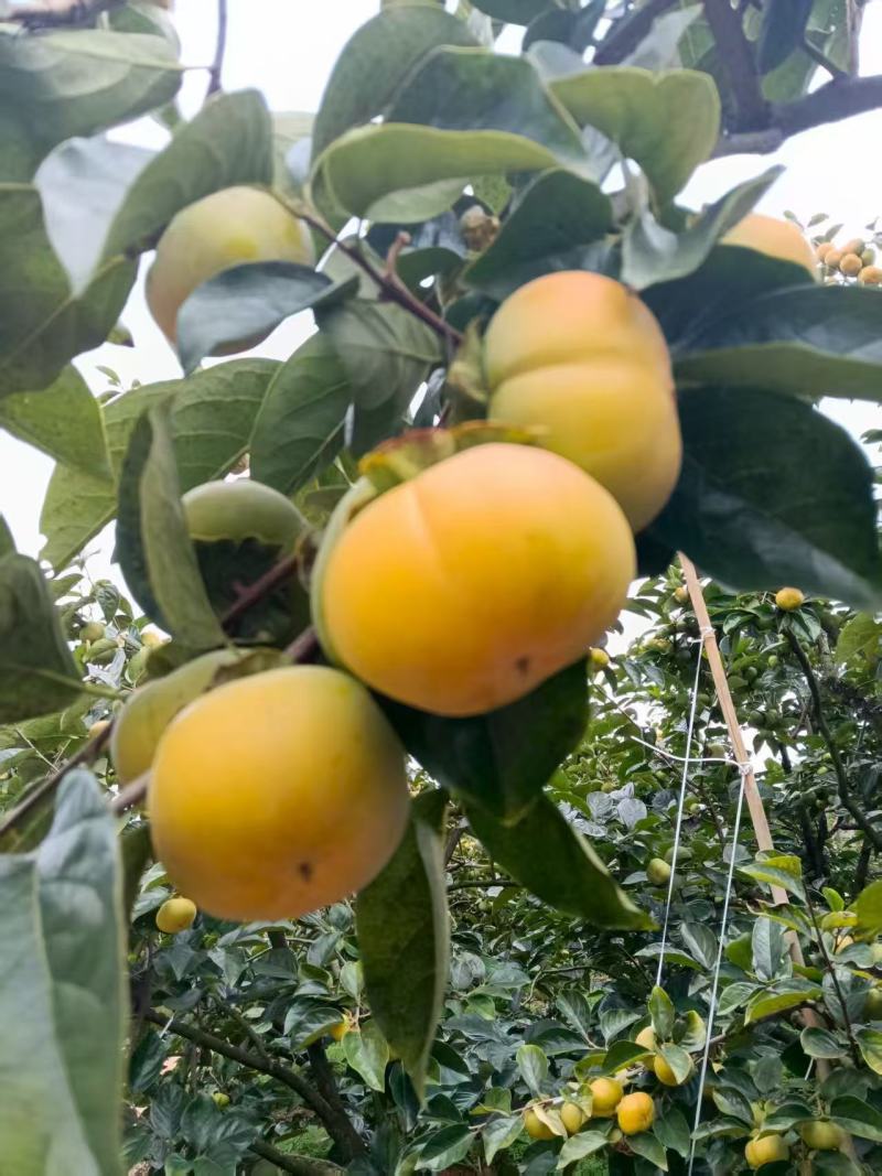 云南脆柿万亩基地果园大量上市啦，口感甜，市场商超电商平台