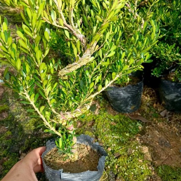 广东雀舌皱皮黄杨/定型苗