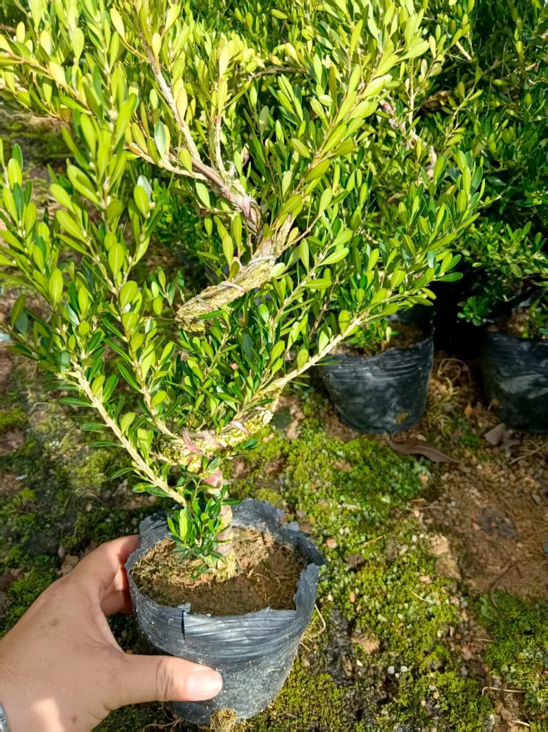 广东雀舌皱皮黄杨/定型苗