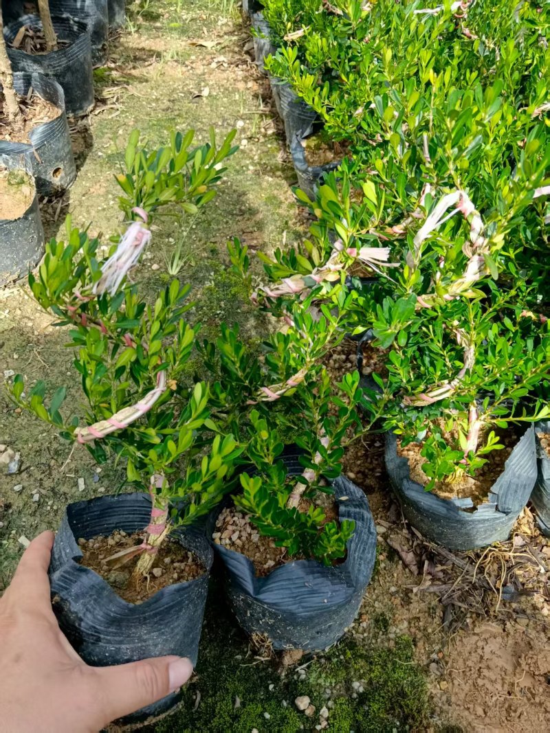 广东雀舌皱皮黄杨/定型苗