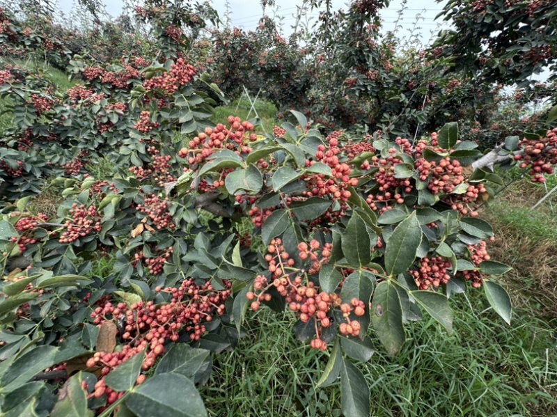 青椒，大红袍花椒，梅花花椒