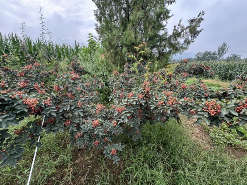 青椒，大红袍花椒，梅花花椒