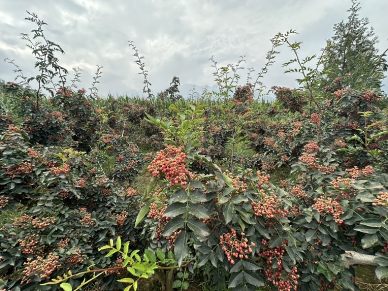 青椒，大红袍花椒，梅花花椒
