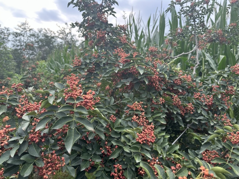 青椒，大红袍花椒，梅花花椒