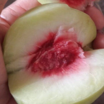 蜜脆桃桃子蜜桃主产地大量有货。