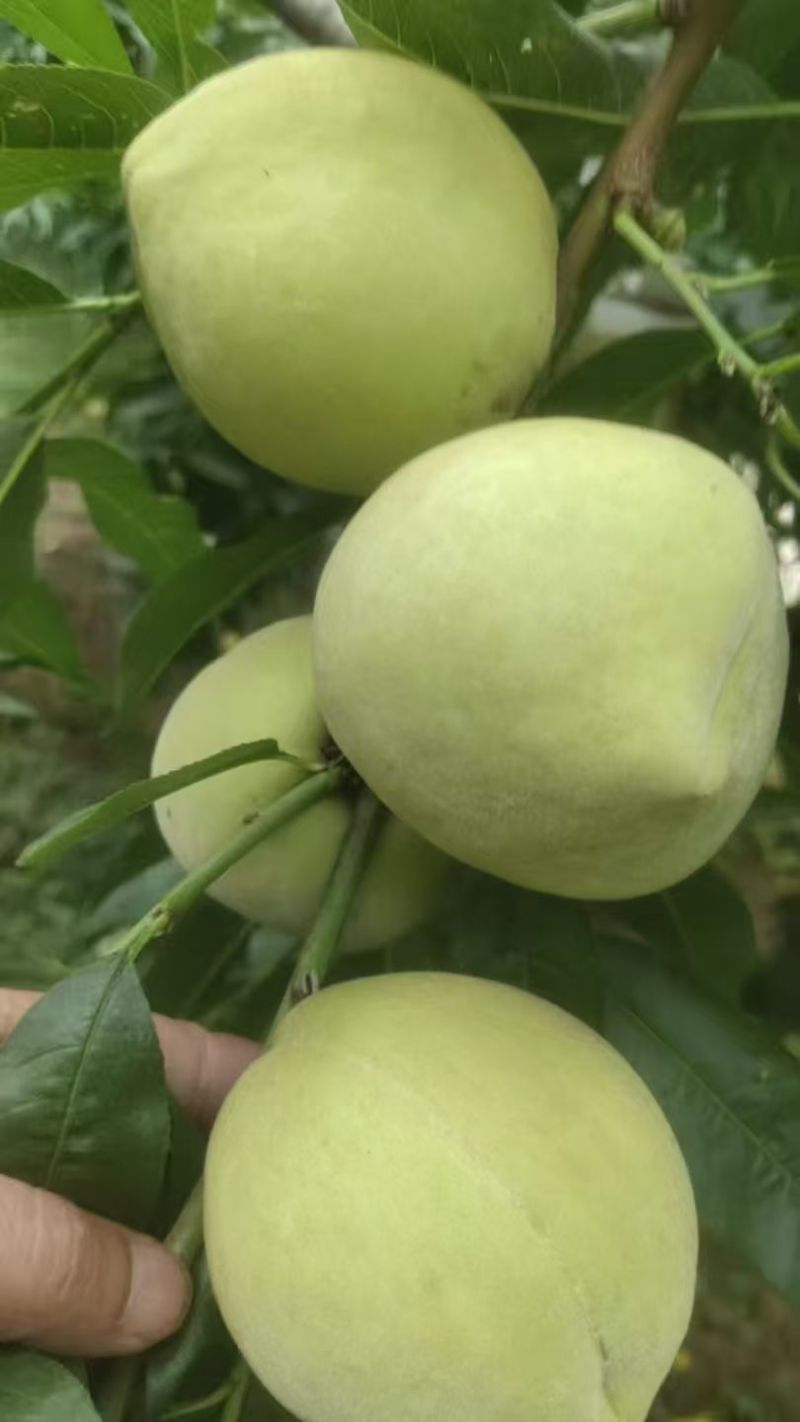 蜜脆桃桃子蜜桃主产地大量有货。