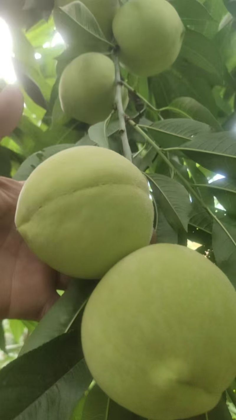 蜜脆桃桃子蜜桃主产地大量有货。