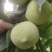 蜜脆桃桃子蜜桃主产地大量有货。