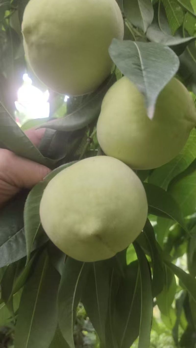 蜜脆桃桃子蜜桃主产地大量有货。