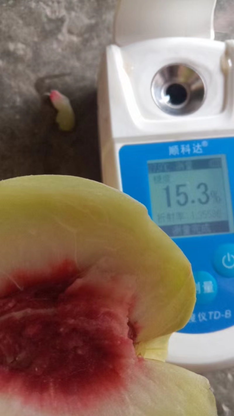蜜脆桃桃子蜜桃主产地大量有货。
