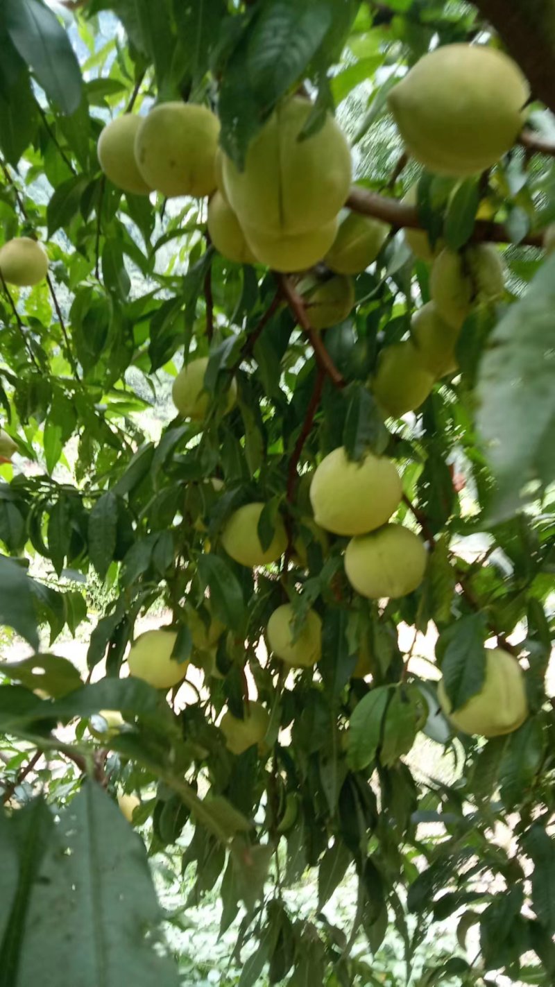 蜜脆桃桃子蜜桃主产地大量有货。
