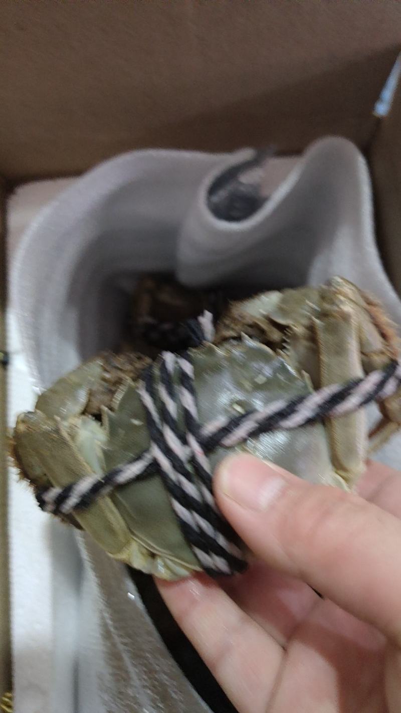 正宗江苏兴化大闸蟹肉质饱满，底板干净满膏满黄