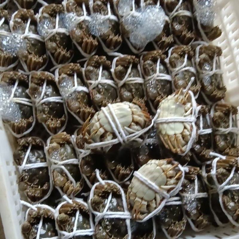 正宗江苏兴化大闸蟹肉质饱满，底板干净满膏满黄