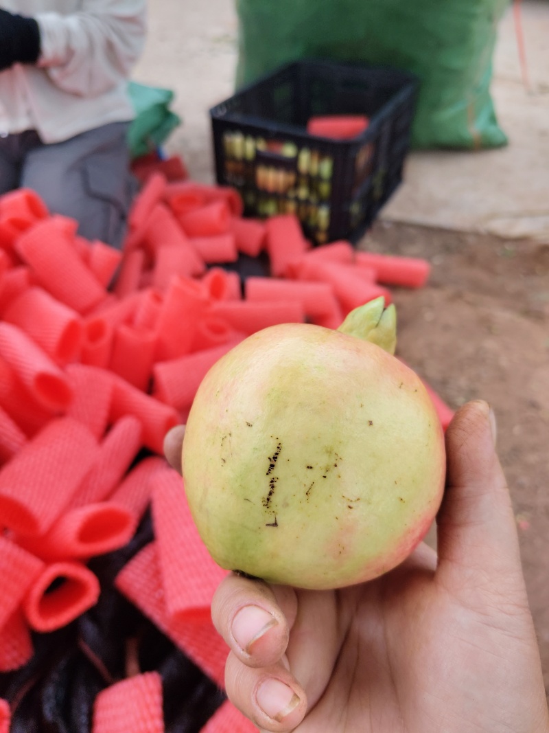 突尼斯石榴