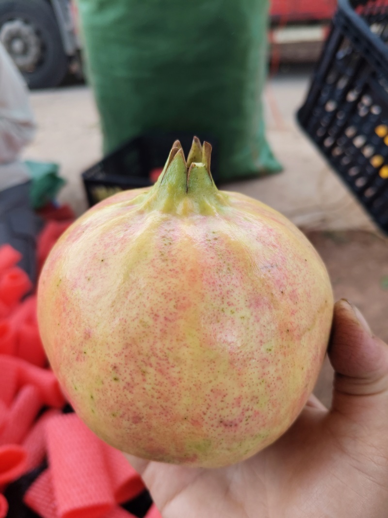 突尼斯石榴