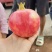 突尼斯石榴