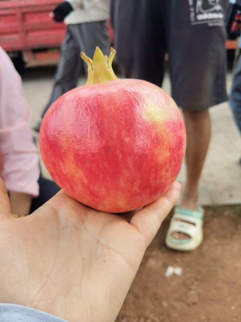 突尼斯石榴