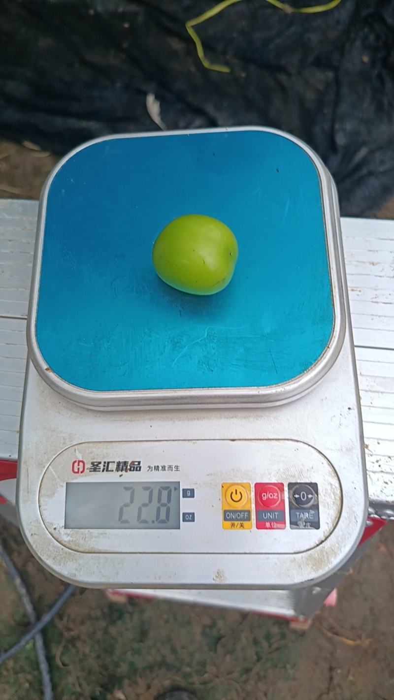 阳光玫瑰
