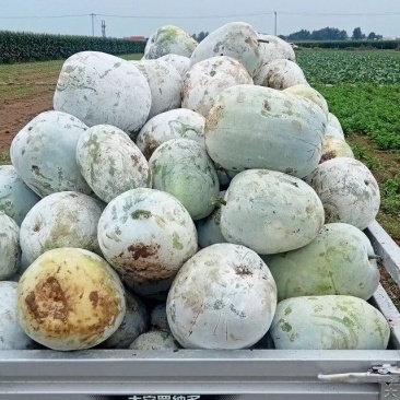 白皮冬瓜，量大，个头匀实，