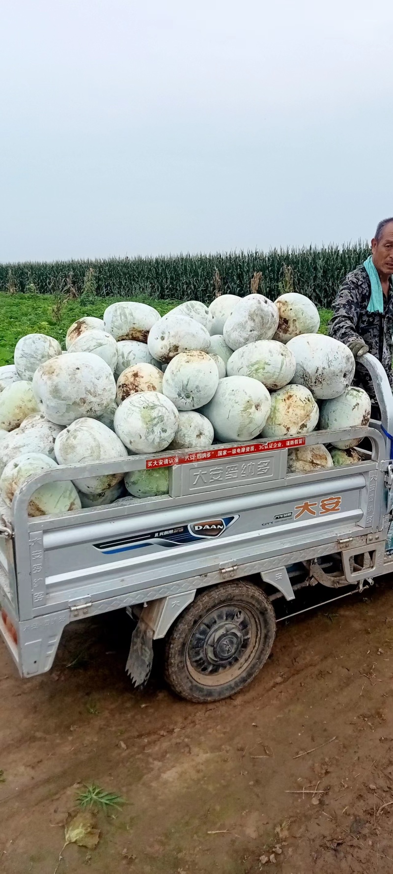 白皮冬瓜，量大，个头匀实，