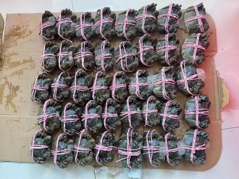 正宗江苏兴化大闸蟹肉质饱满底板干净满膏满黄