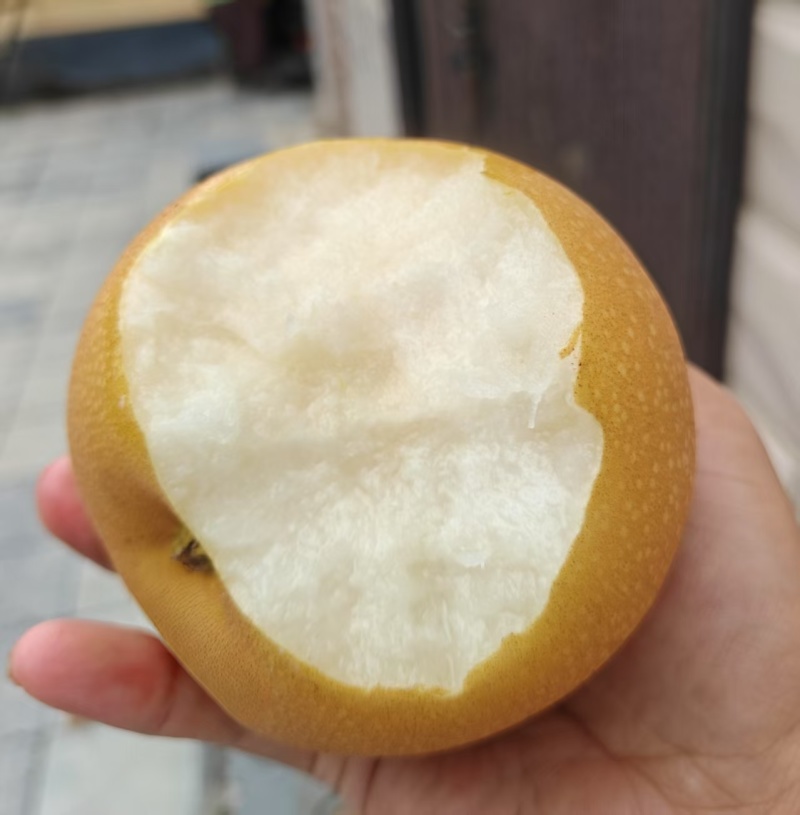 河北邯郸秋月梨大量上市，多汁甜脆，欢迎各位老板来电咨询