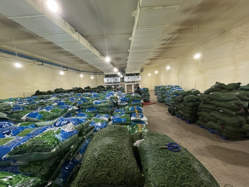 通货毛豆，打米豆货源充足欢迎各位电联