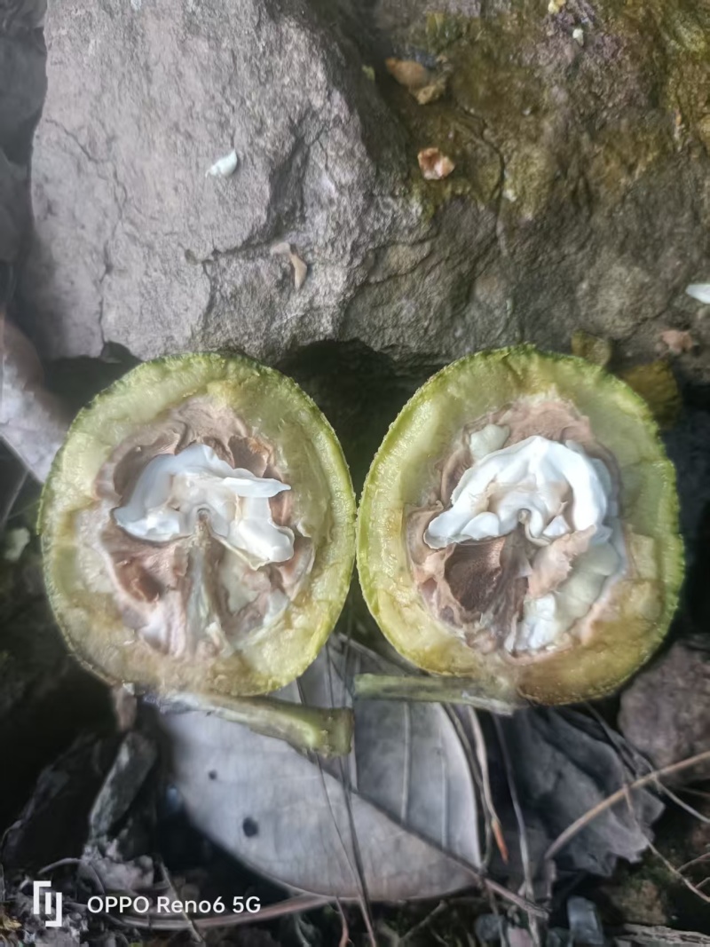 2025年云南青皮核桃新鲜核桃子果大皮薄仁味香肉厚